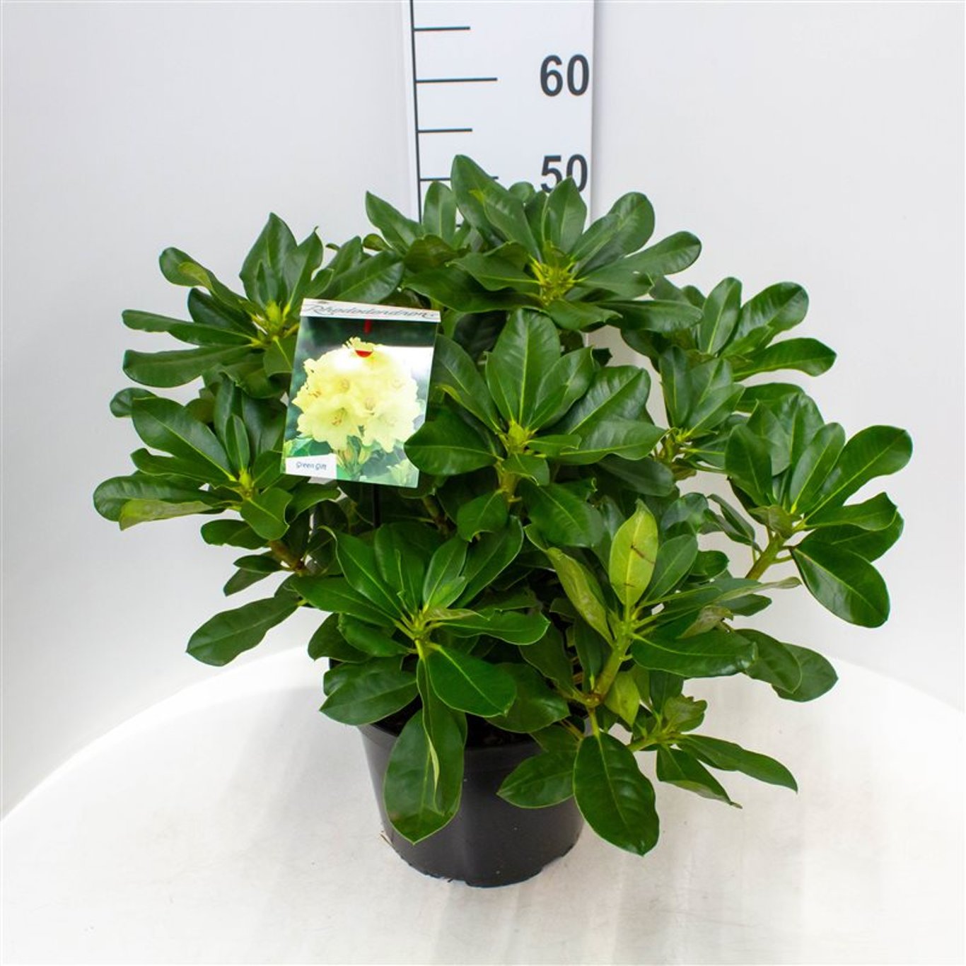 Rhododendron – Rhododendron 'Horizon Monarch' - C10 50-60 CM